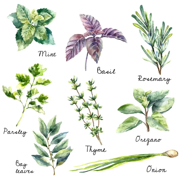 Watercolor collection of fresh herbs isolated. — Stok Vektör