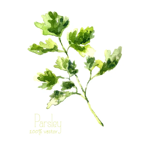 Watercolor branch of parsley. — Stock Vector