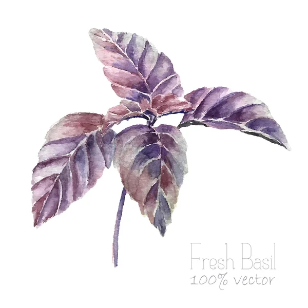 Basil leaves watercolor. — 스톡 벡터