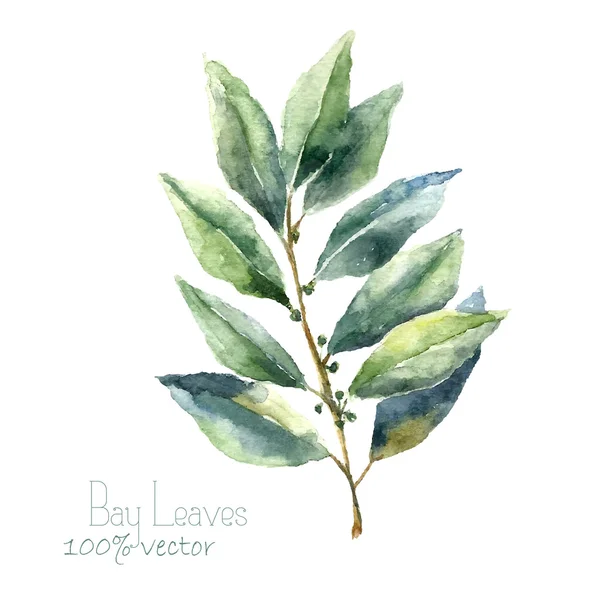 Watercolor bay leaf. — 图库矢量图片