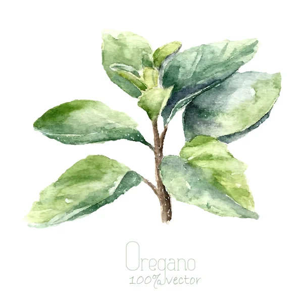 Illustrations en origan aquarelle . — Image vectorielle