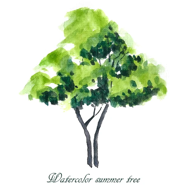 Acuarela árbol de verano . — Vector de stock