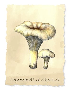 Cantharellus mantarları.