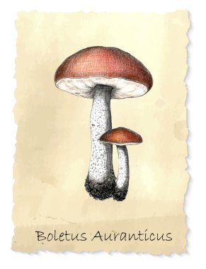 Boletus mantar.