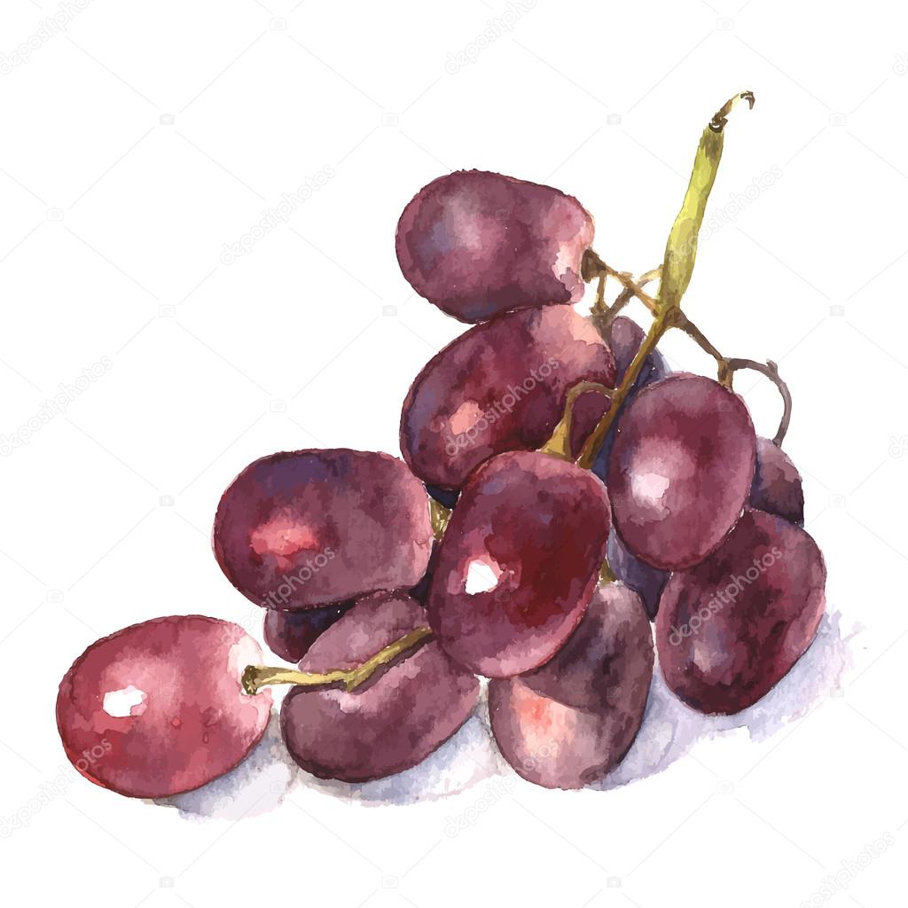 Watercolor grape.