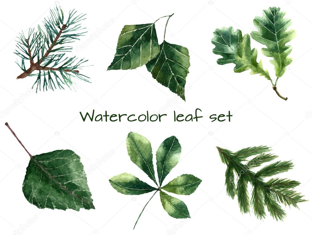 Watercolor leaves.
