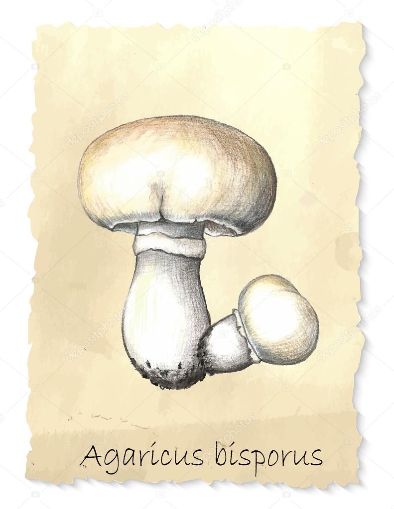 Agaricus mushrooms.