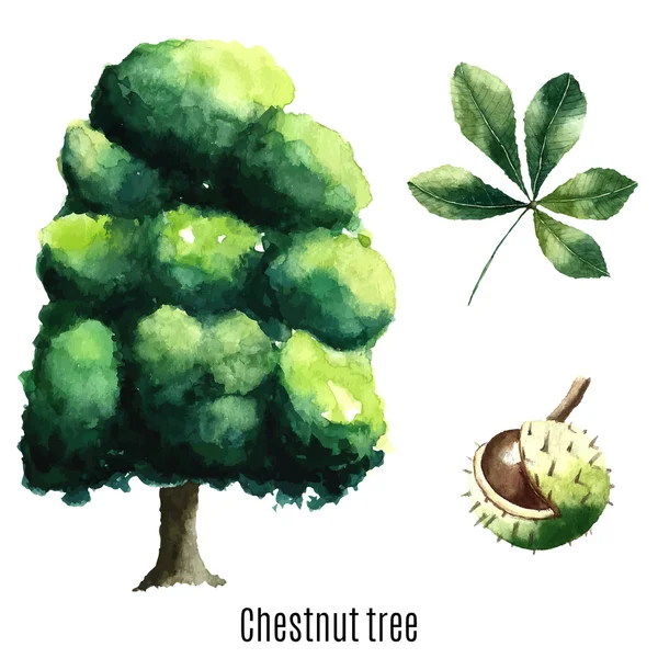 Chestnut tree. — Stock Vector