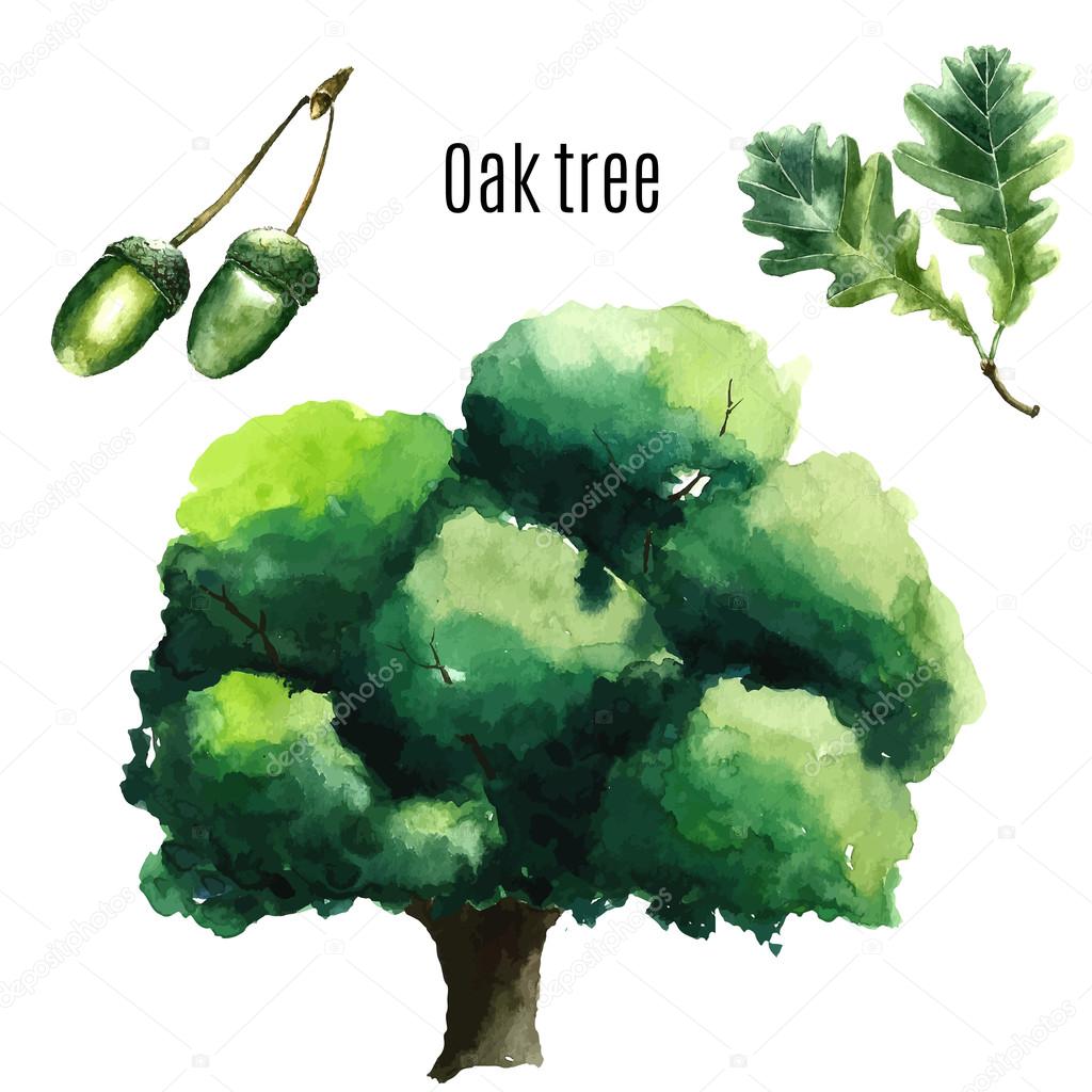 Oak Tree.