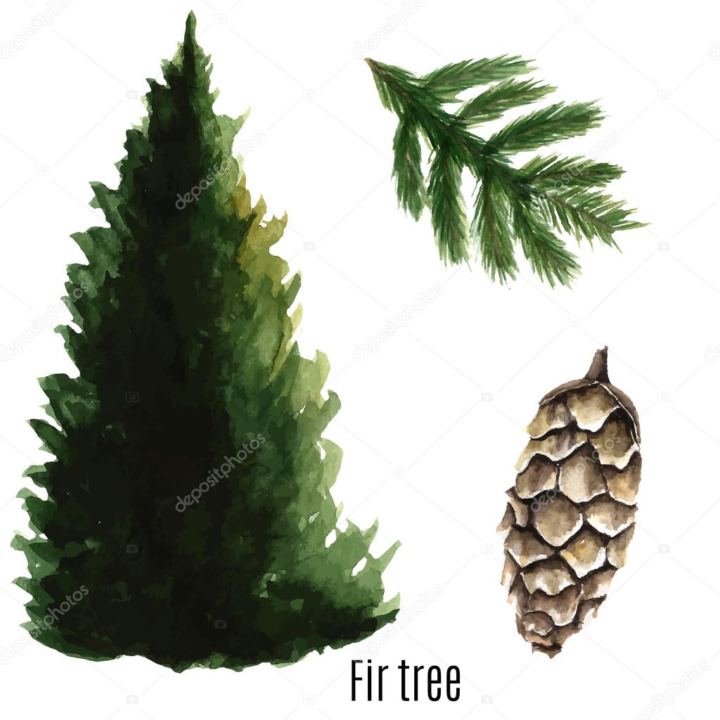 Fir tree.