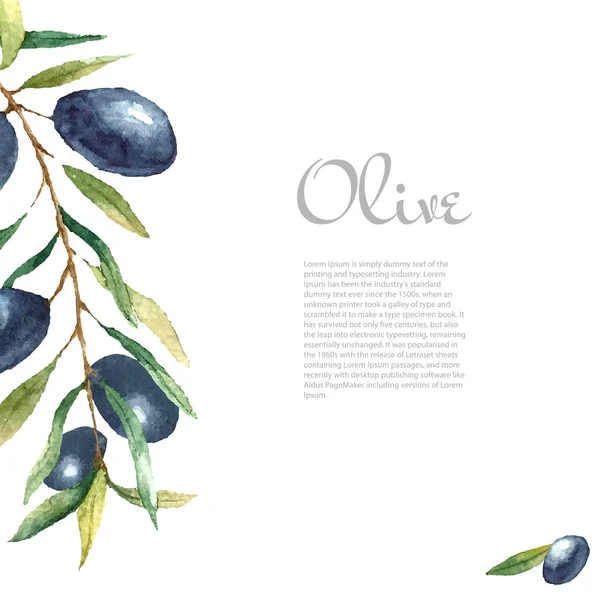 Watercolor olive branch background. — Stockový vektor