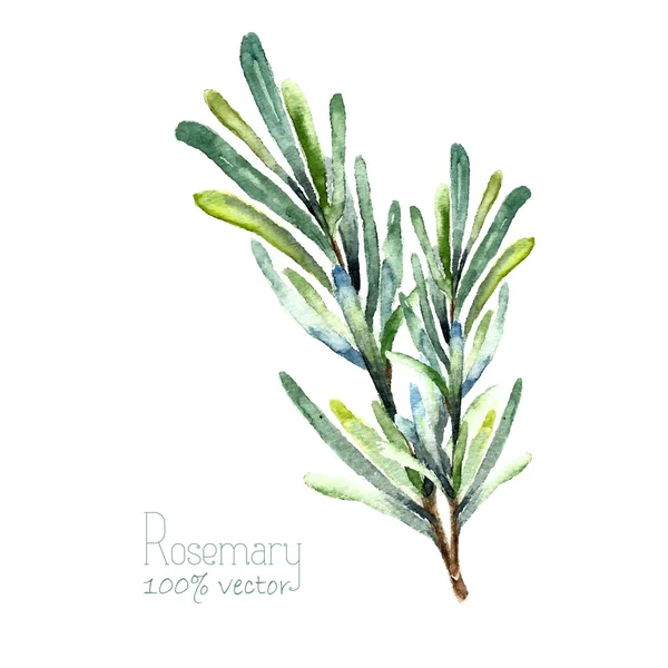 Watercolor vector rosemary — Stok Vektör