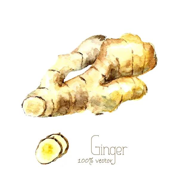 Watercolor ginger root. — Stock Vector