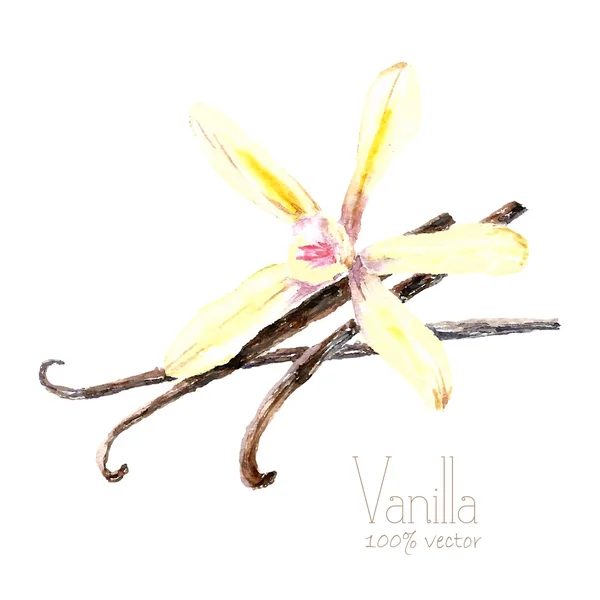 Vanila warna air . - Stok Vektor