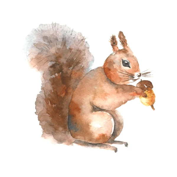 Écureuil aquarelle. — Image vectorielle