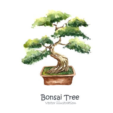 ağacı bonsai