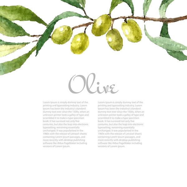 Акварель оливковая ветвь фона. Натуральные векторные элементы
.