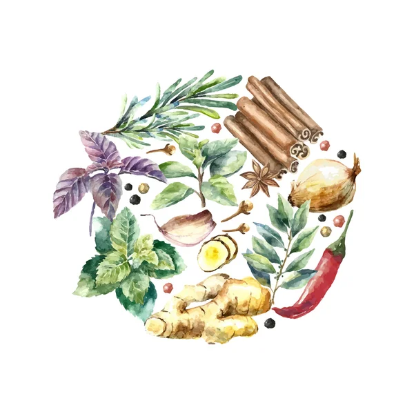 Watercolor collection of fresh herbs and spices isolated. — Wektor stockowy