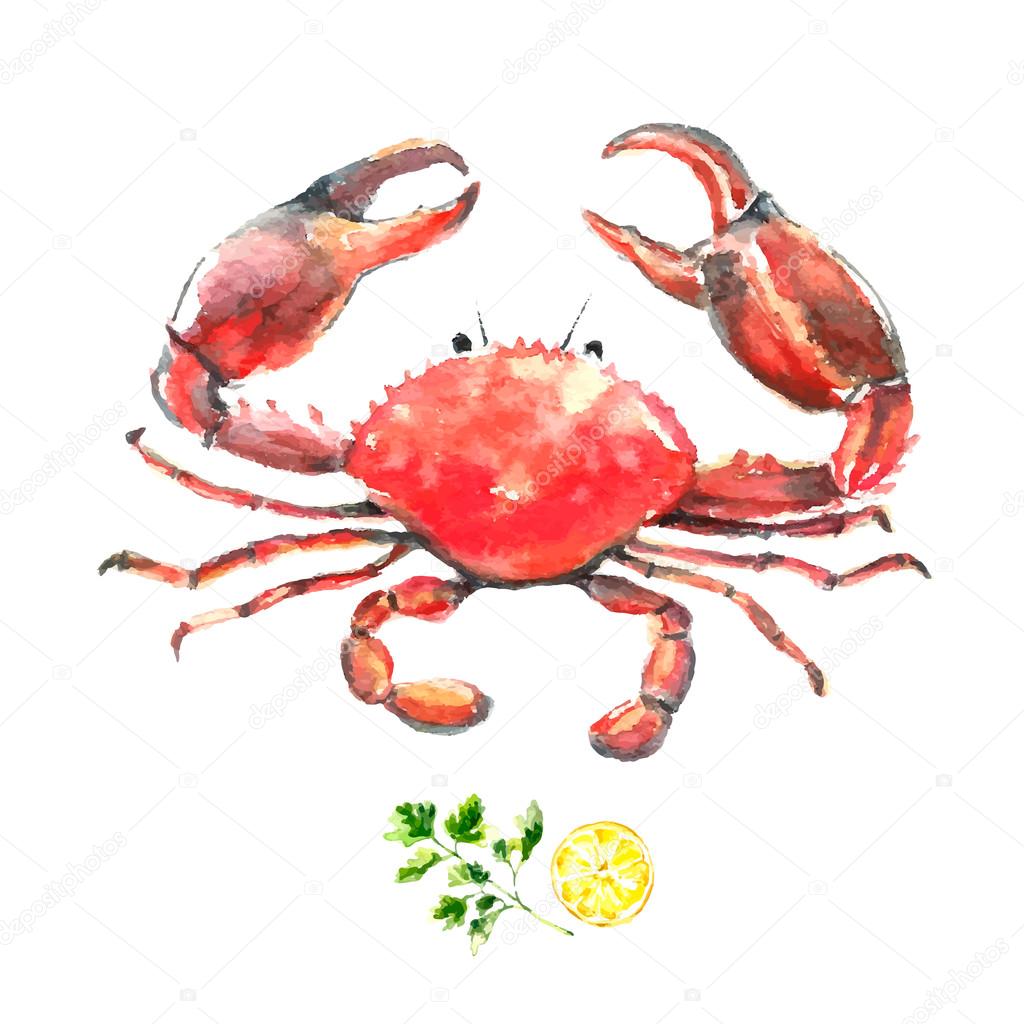 Watercolor crab.