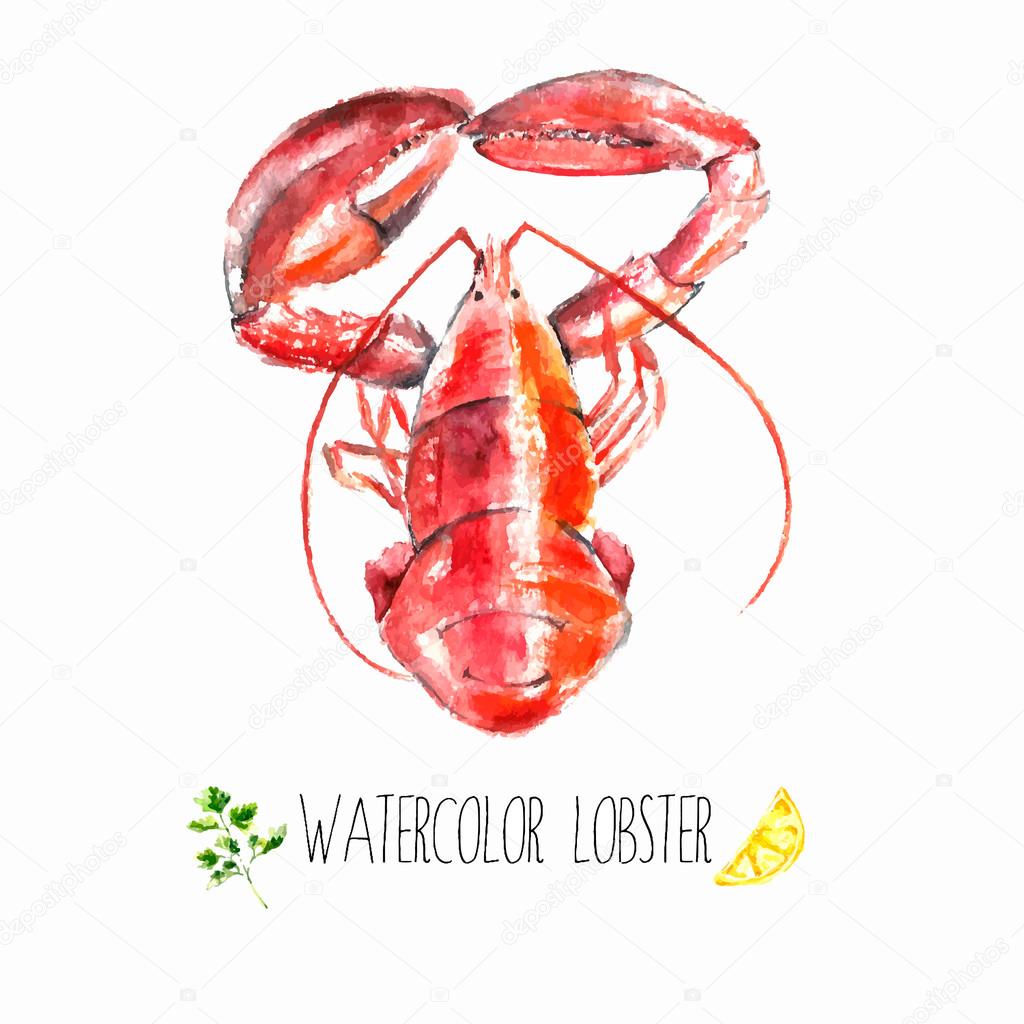 Watercolor lobster.