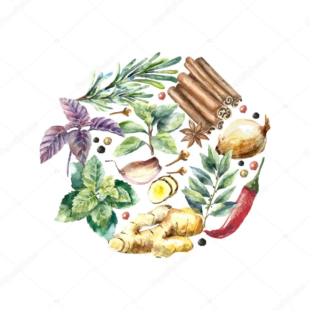 Watercolor collection of fresh herbs and spices isolated.