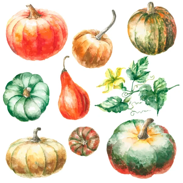 Calabaza acuarela . Ilustración De Stock