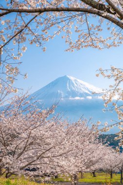Fujinomiya Şehri, Shizuoka, Japonya 'daki Taisekiji Tozan Parkı' ndaki Fuji Dağı 'nın görkemli manzarasını kiraz çiçekleri çerçeveler..