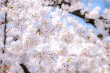 Motoarakawa, Saitama, Japonya 'da kiraz çiçekleri ve nehir tamamen çiçek açmış..