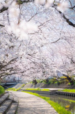 Motoarakawa, Saitama, Japonya 'da kiraz çiçekleri ve nehir tamamen çiçek açmış..