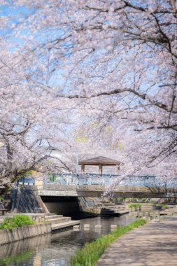 Motoarakawa, Saitama, Japonya 'da kiraz çiçekleri ve nehir tamamen çiçek açmış..