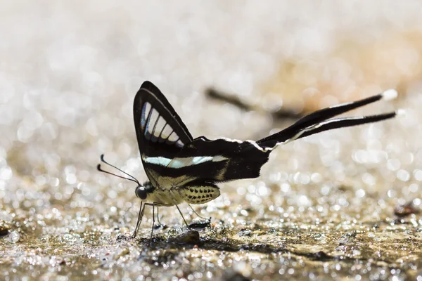 Papillon dragontail — Photo