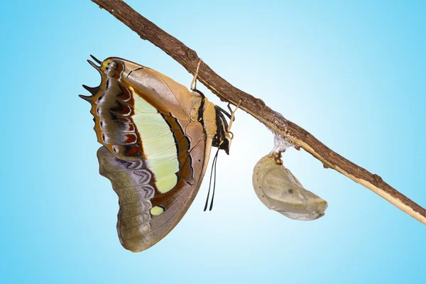 纳瓦布蝴蝶出现从蛹 — 图库照片