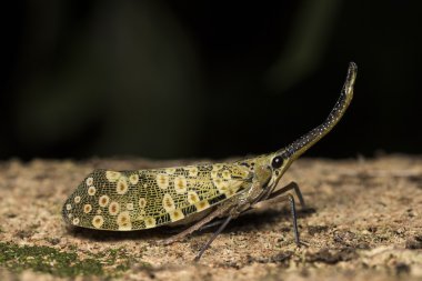 Lanternflies Bug