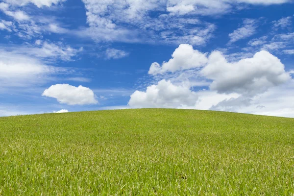Yeşil çimen alanı arkaplanı
