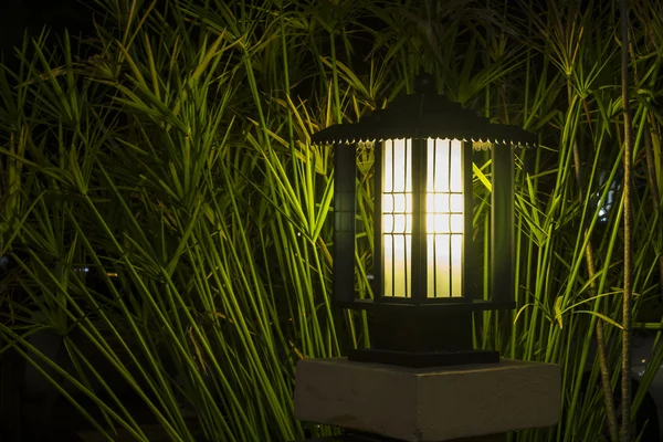 Bush ışık bahçelerinde