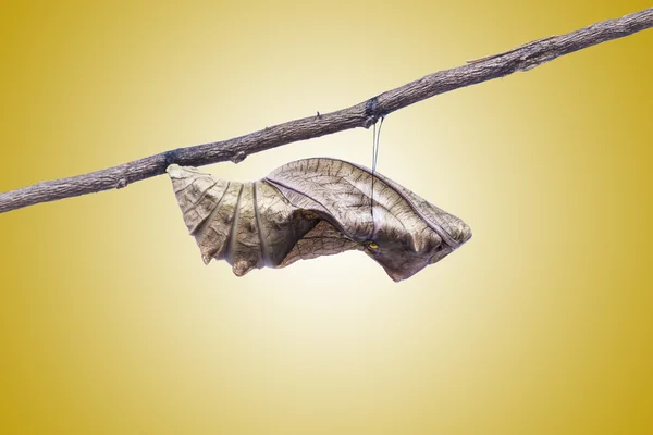 Birdwing kelebek içinde pupa