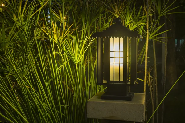 Bush ışık bahçelerinde