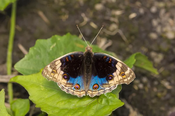 Mavi homo kelebek (Junonia orithya)