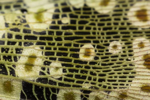 Lanternflies Kanadı Bug