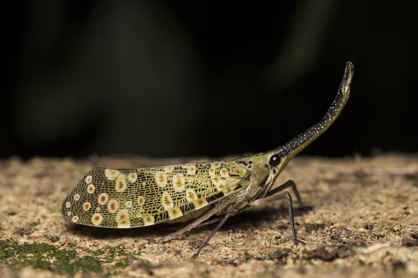 Lanternflies Bug