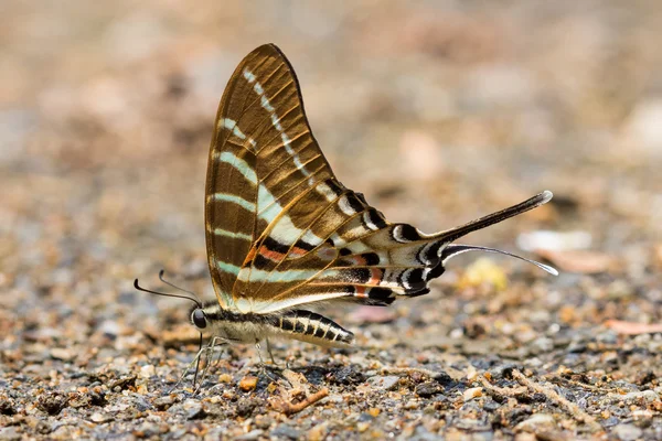 Décryptages Chaîne papillon Swordtail — Photo