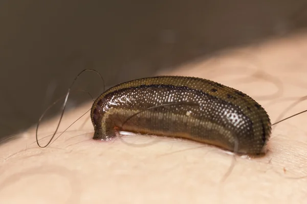 Blood-sucking leech — Stock Photo, Image