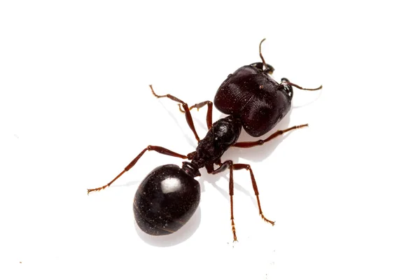 Beyaz arka plan üzerinde izole yaprak kesici karınca