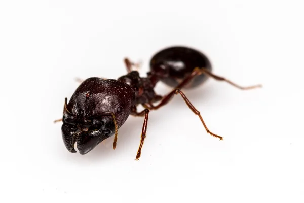 Beyaz arka plan üzerinde izole yaprak kesici karınca