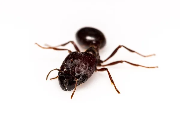 Beyaz arka plan üzerinde izole yaprak kesici karınca