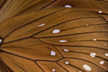 Bir karga kelebek kanat makro çekim