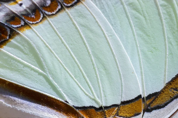 Photo macro d'une aile de papillon Nawab — Photo