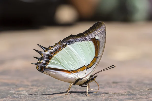 Nawab jaune indien papillon — Photo