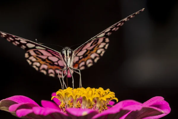 Kireç kelebek besleme