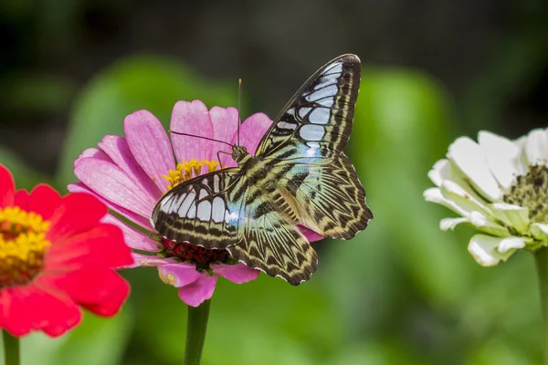 Arrière de la tondeuse papillon — Photo